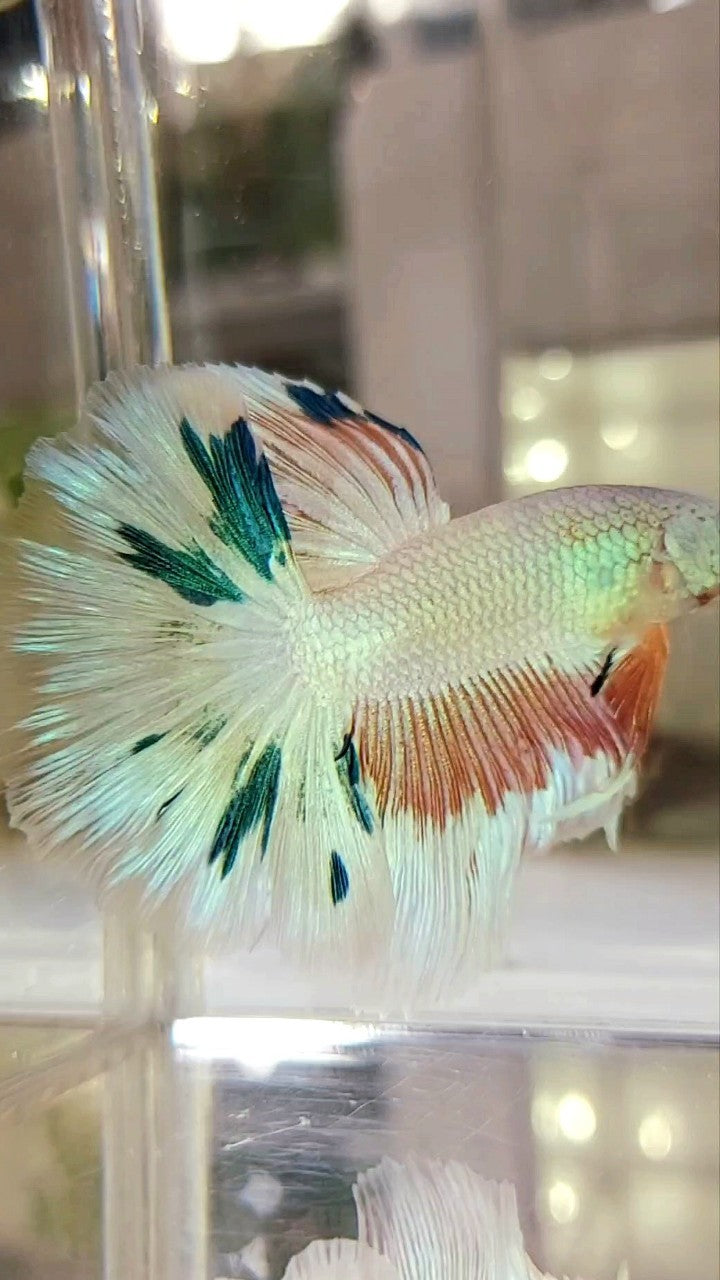 HALFMOON ROSETAIL PINK FLAMINGGO BLUE WASH BETTA FISH