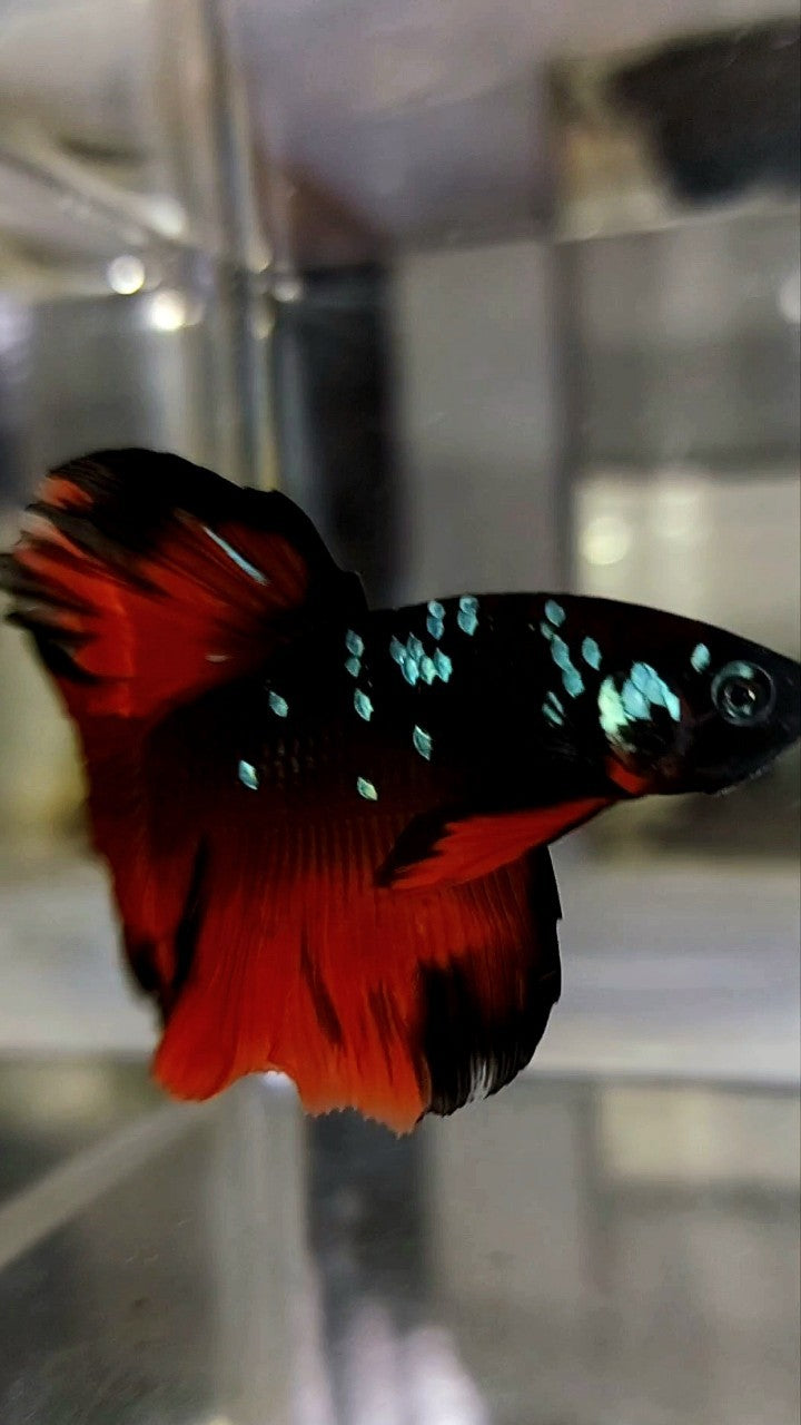 HALBMOND SCHWARZER GALAXY BLAUER AVATAR VAMPIR BETTA FISCH