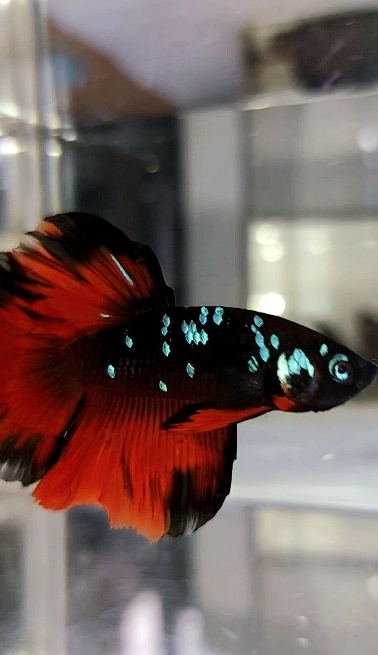 HALBMOND SCHWARZER GALAXY BLAUER AVATAR VAMPIR BETTA FISCH