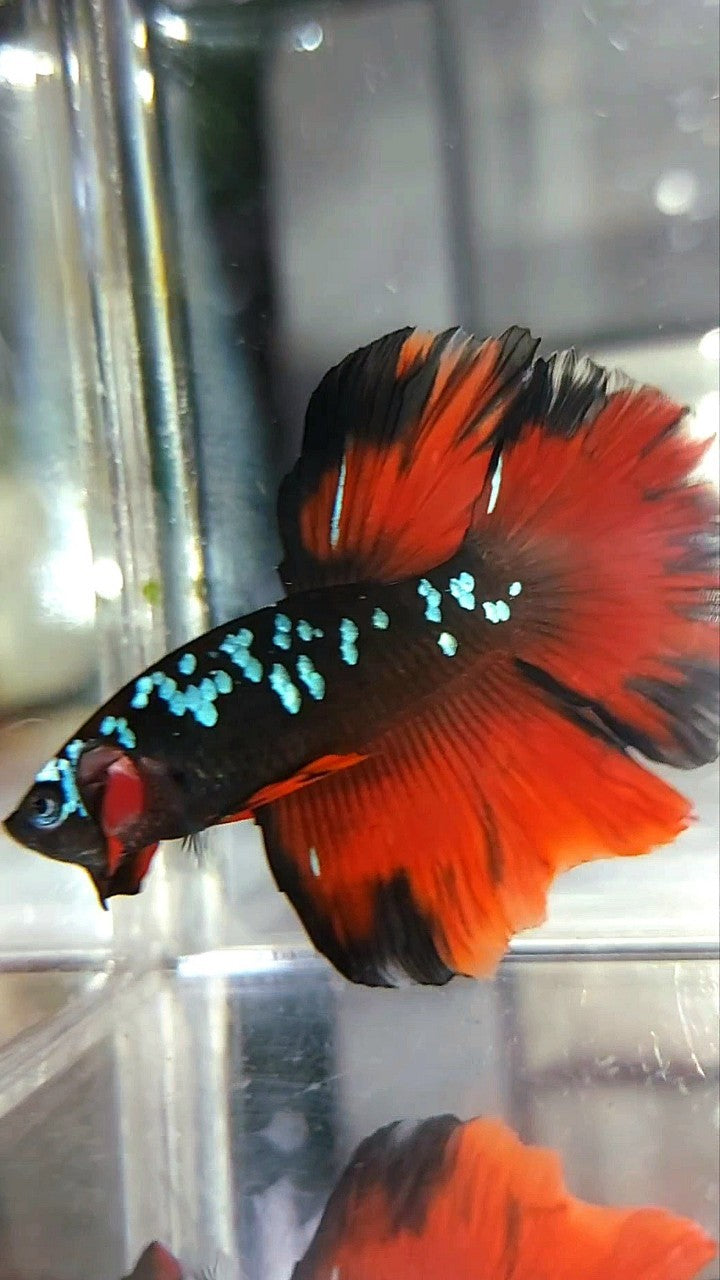 HALBMOND SCHWARZER GALAXY BLAUER AVATAR VAMPIR BETTA FISCH