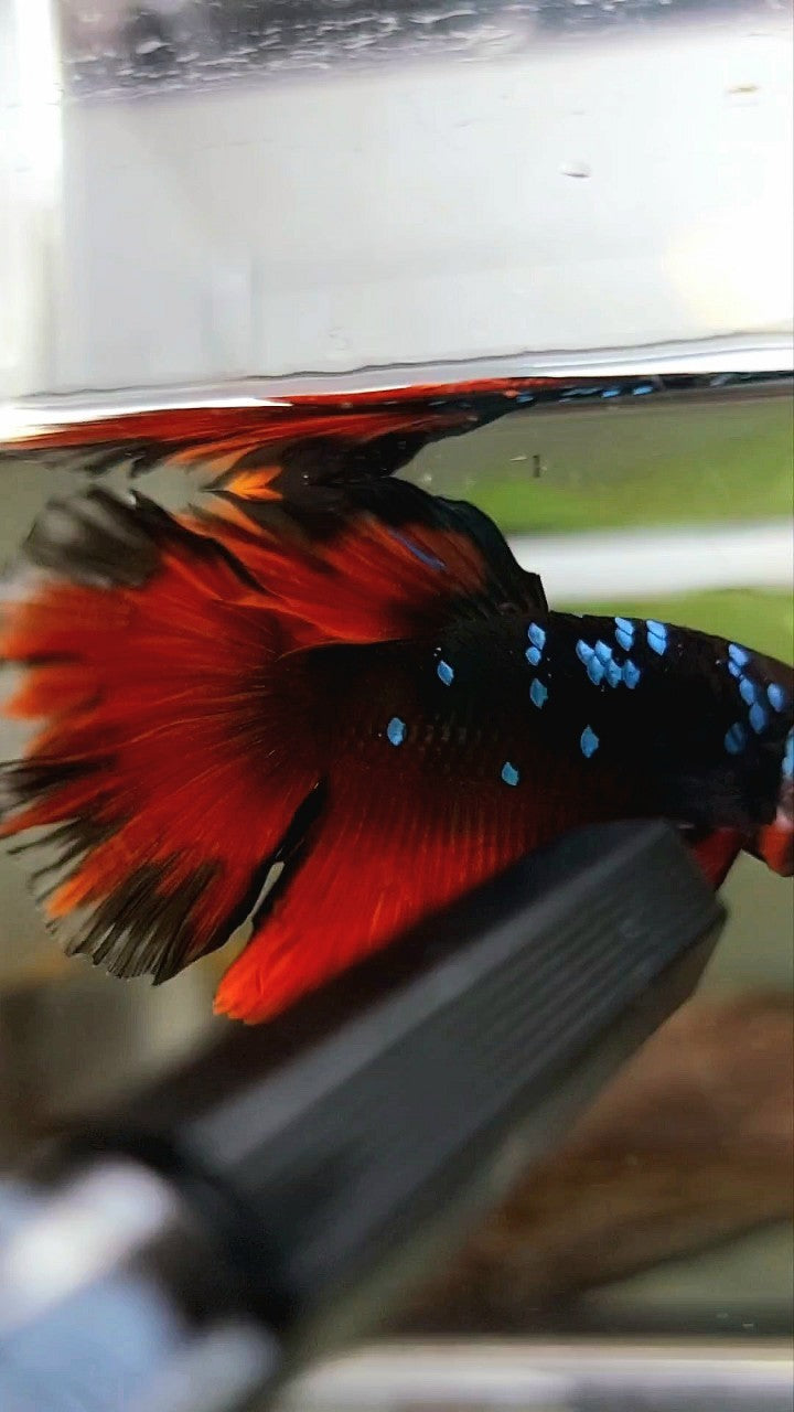 HALBMOND SCHWARZER GALAXY BLAUER AVATAR VAMPIR BETTA FISCH