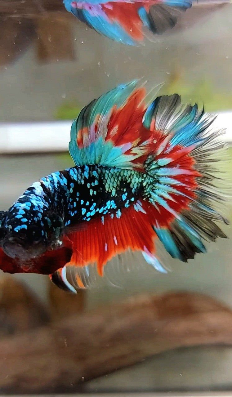 HALFMOON ROSETAIL BLACK STAR GALAXY AVATAR GREEN BLUE RED BETTA FISH