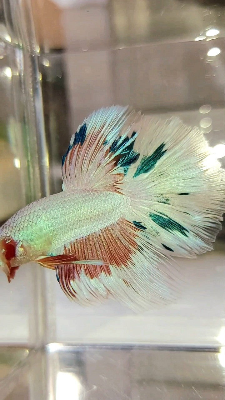 HALFMOON ROSETAIL PINK FLAMINGGO BLUE WASH BETTA FISH