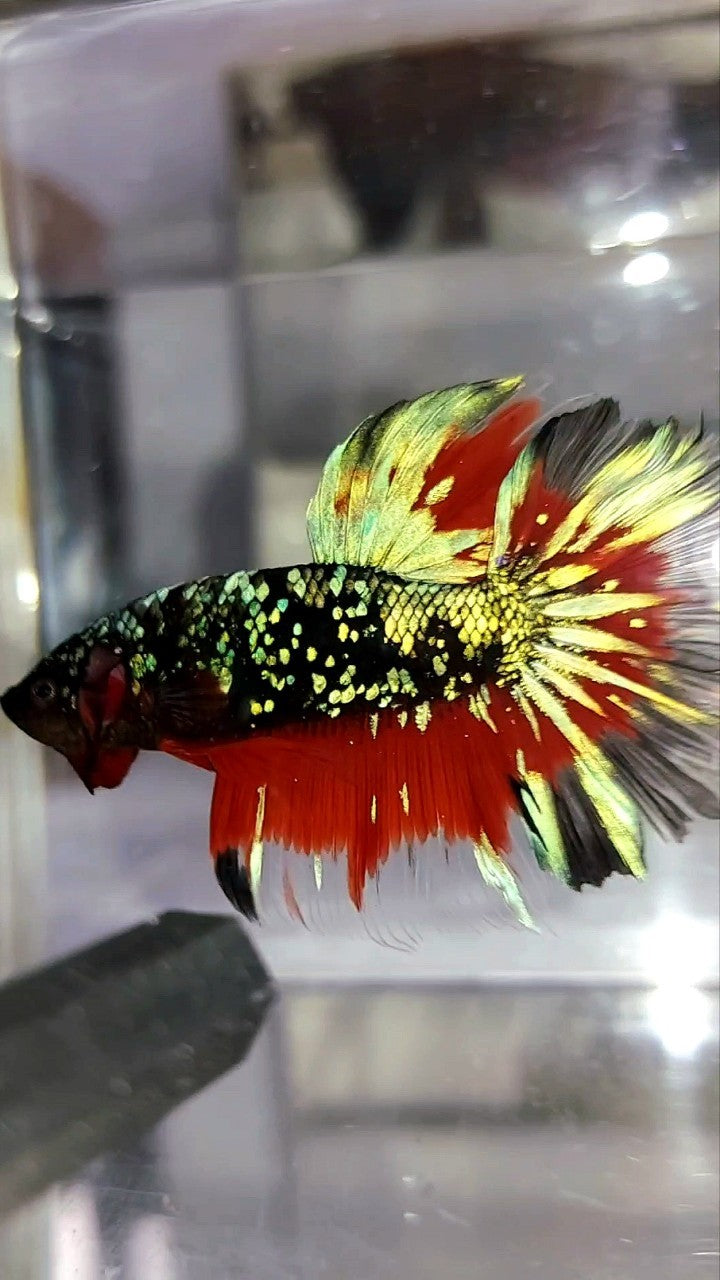 HALFMOON ROSETAIL BLACK STAR GALAXY AVATAR GREEN BLUE RED BETTA FISH