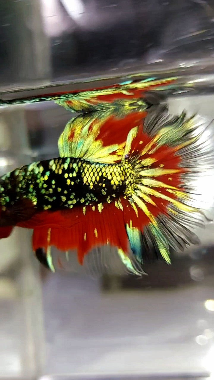 HALFMOON ROSETAIL BLACK STAR GALAXY AVATAR GREEN BLUE RED BETTA FISH