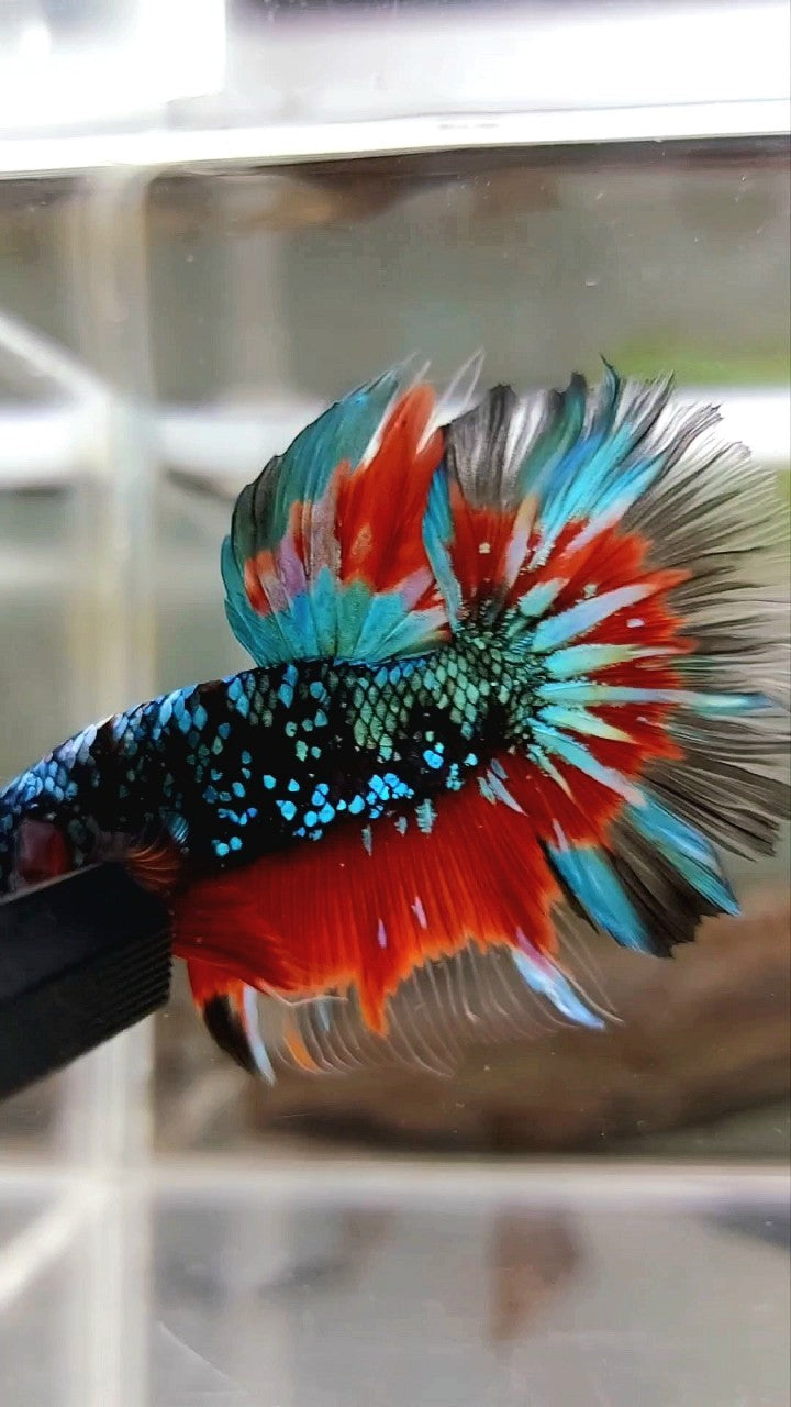 HALFMOON ROSETAIL BLACK STAR GALAXY AVATAR GREEN BLUE RED BETTA FISH