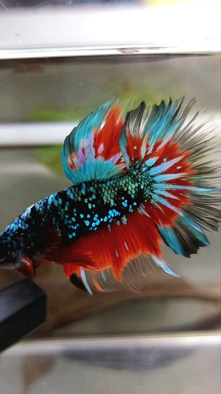 HALFMOON ROSETAIL BLACK STAR GALAXY AVATAR GREEN BLUE RED BETTA FISH