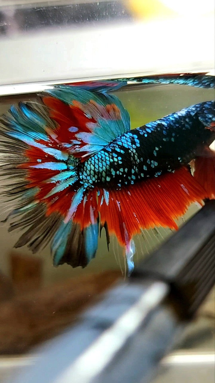 HALFMOON ROSETAIL BLACK STAR GALAXY AVATAR GRÜN BLAU ROT BETTA FISCH