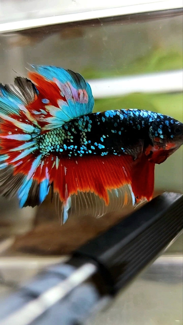 HALFMOON ROSETAIL BLACK STAR GALAXY AVATAR GRÜN BLAU ROT BETTA FISCH