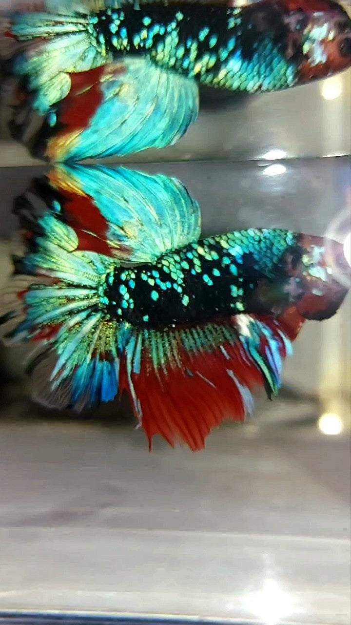 HALFMOON ROSETAIL SCHWARZ KOI GALAXY ROT MEHRFARBIGER BETTA-FISCH