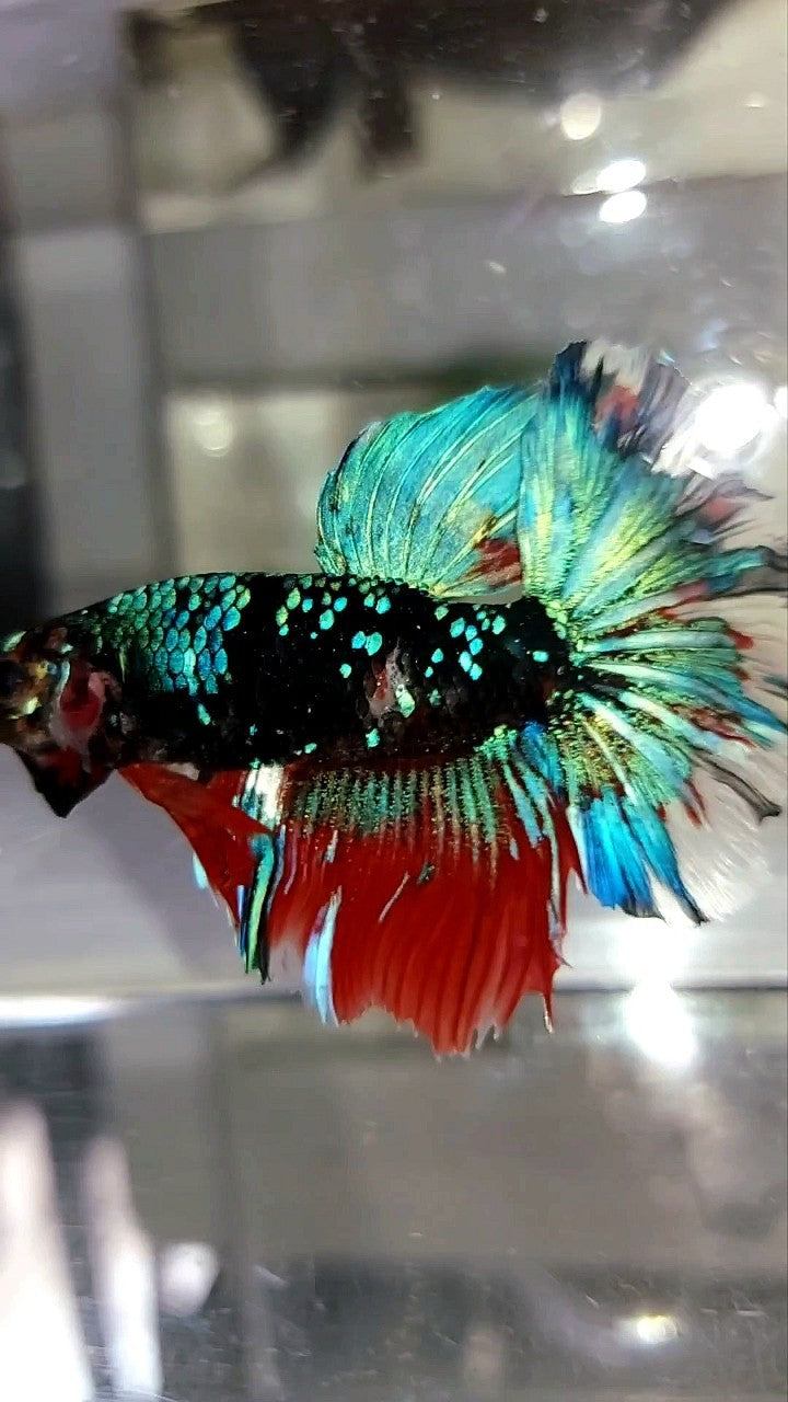 HALFMOON ROSETAIL SCHWARZ KOI GALAXY ROT MEHRFARBIGER BETTA-FISCH