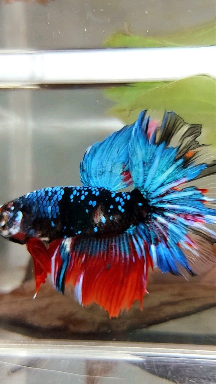 HALFMOON ROSETAIL SCHWARZ KOI GALAXY ROT MEHRFARBIGER BETTA-FISCH