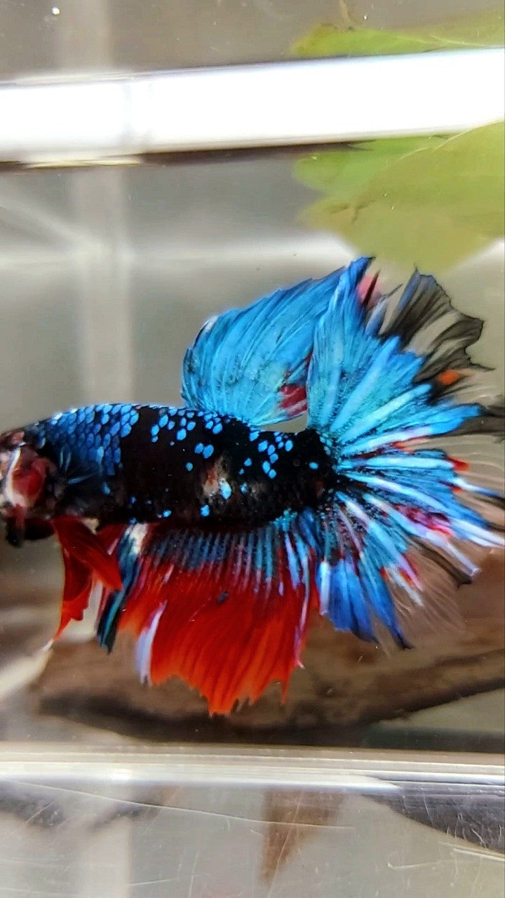 HALFMOON ROSETAIL SCHWARZ KOI GALAXY ROT MEHRFARBIGER BETTA-FISCH