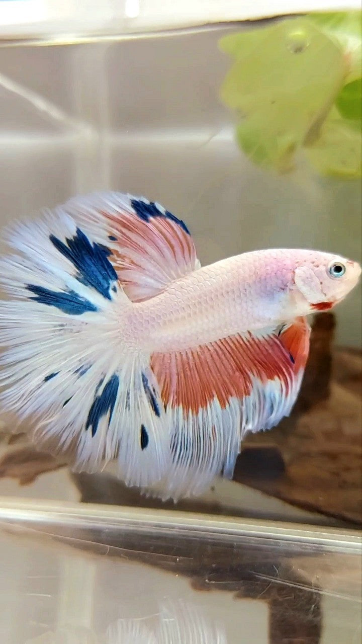 HALFMOON ROSETAIL ROSA FLAMINGGO BLUE WASH BETTA FISH