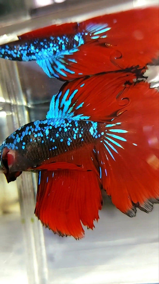 HALFMOON ROSETAIL BLACK STAR GALAXY BLAUER AVATAR ROTER VAMPIR BETTA FISCH