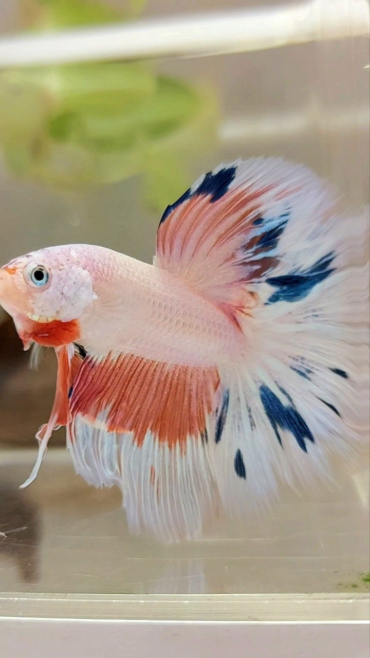 HALFMOON ROSETAIL PINK FLAMINGGO BLUE WASH BETTA FISH