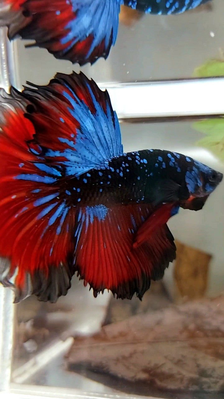 HALFMOON ROSETAIL BLACK STAR GALAXY BLUE AVATAR RED VAMPIRE BETTA FISH