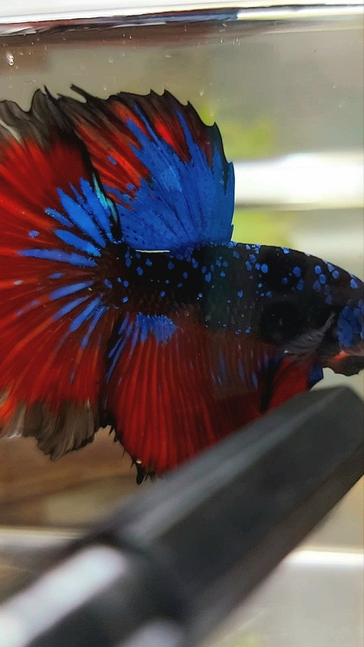 HALFMOON ROSETAIL BLACK STAR GALAXY BLUE AVATAR RED VAMPIRE BETTA FISH