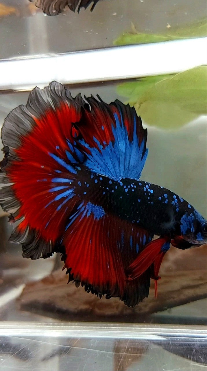 HALFMOON ROSETAIL BLACK STAR GALAXY BLUE AVATAR RED VAMPIRE BETTA FISH