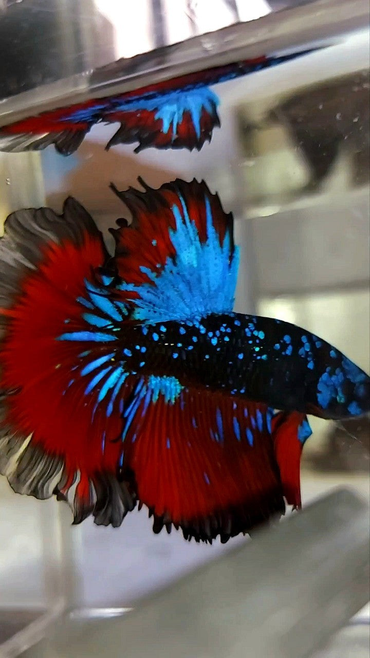 HALFMOON ROSETAIL BLACK STAR GALAXY BLUE AVATAR RED VAMPIRE BETTA FISH