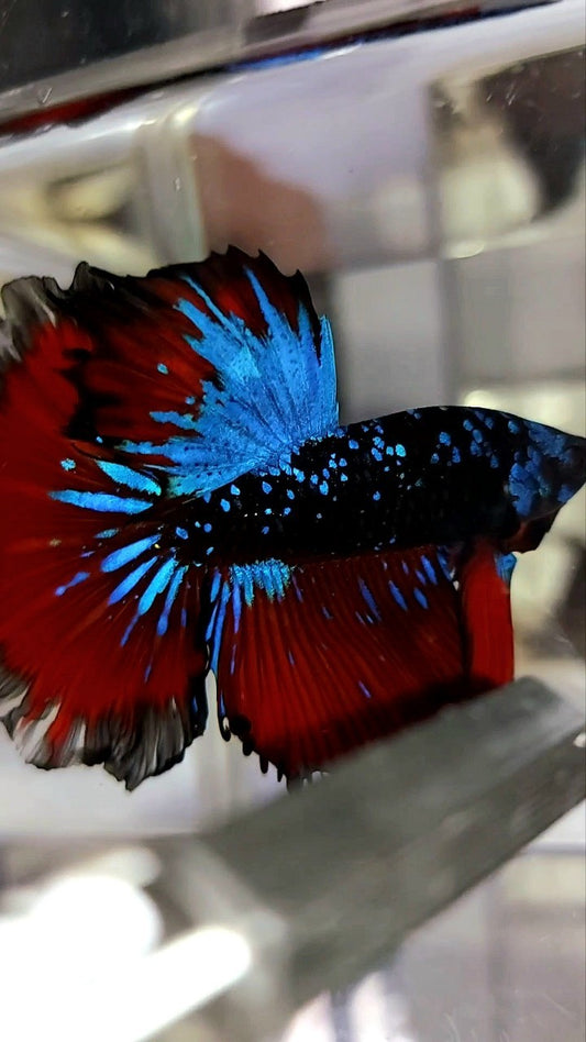 HALFMOON ROSETAIL BLACK STAR GALAXY BLAUER AVATAR ROTER VAMPIR BETTA FISCH