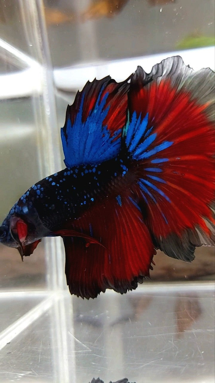 HALFMOON ROSETAIL BLACK STAR GALAXY BLUE AVATAR RED VAMPIRE BETTA FISH