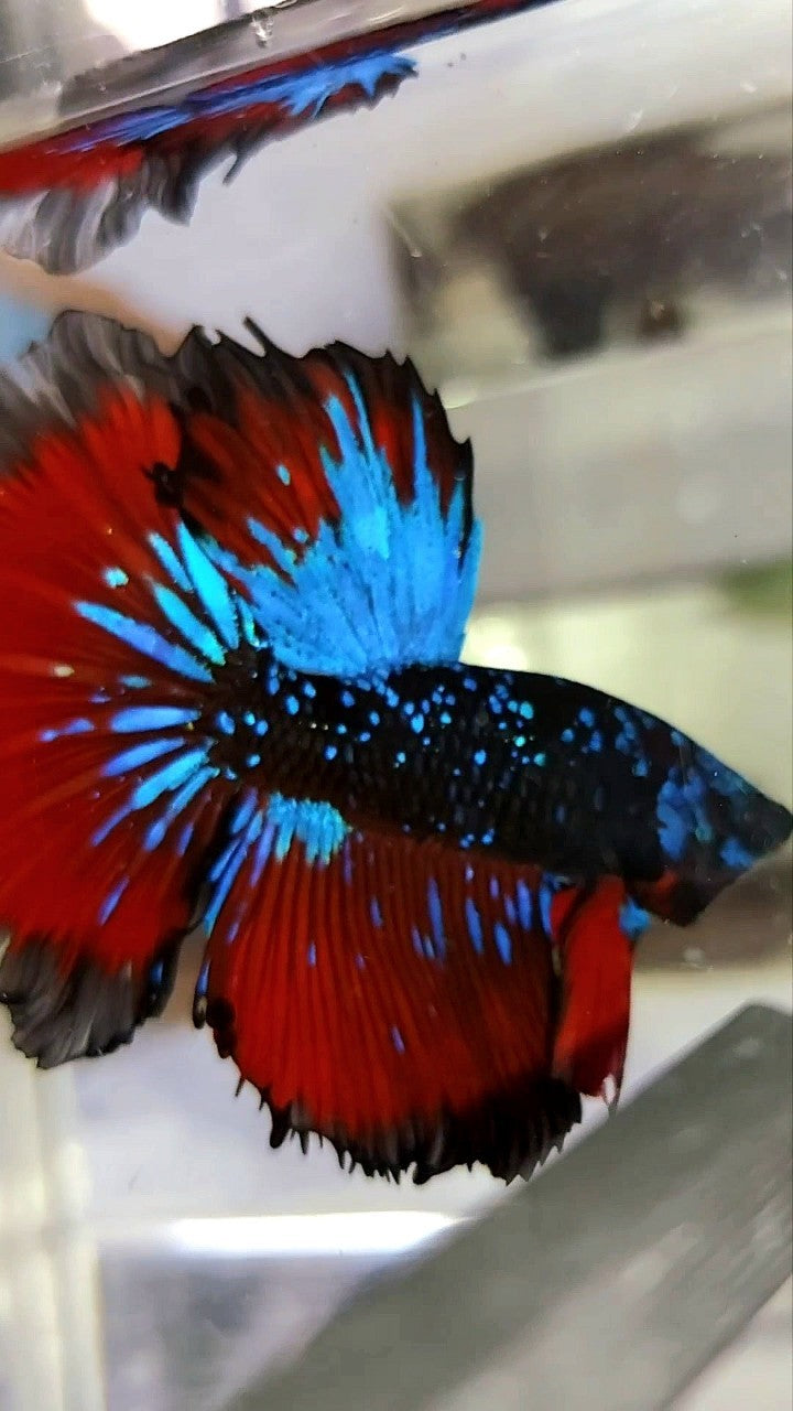 HALFMOON ROSETAIL BLACK STAR GALAXY BLUE AVATAR RED VAMPIRE BETTA FISH