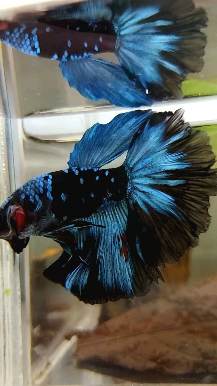 HALFMOON ROSETAIL BLACK GALAXY BLUE AVATAR BETTA FISH