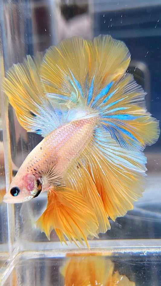 KING ROSETAIL HALFMOON YELLOW KOI BLUE WASH BETTA FISH