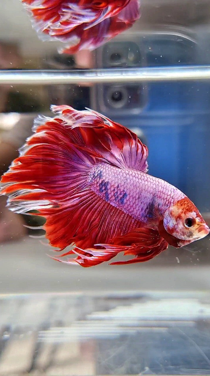 HALFMOON PINK PURPLE FANCY BETTA FISH