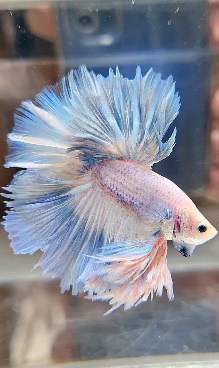 LUXURY KING FEATHER TAIL HALFMOON BLUE SKY GRIZZLE BETTA FISH – Rare ...