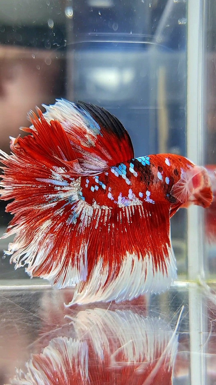 HALFMOON ROSETAIL RED WHITE GALAXY BARONGSAI BETTA FISH