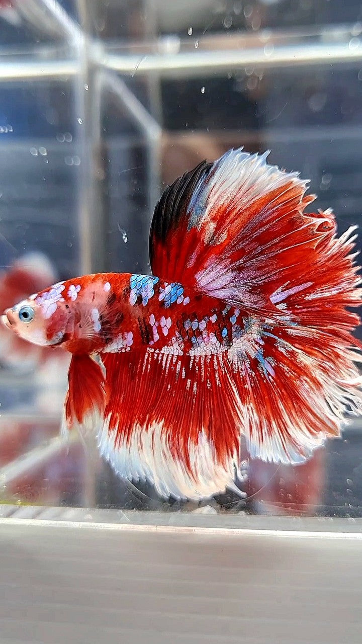 HALFMOON ROSETAIL RED WHITE GALAXY BARONGSAI BETTA FISH