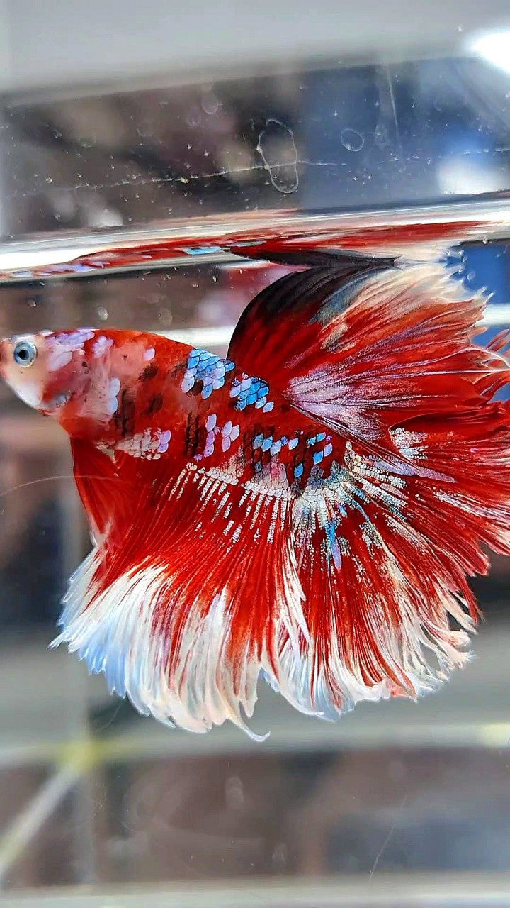 HALFMOON ROSETAIL RED WHITE GALAXY BARONGSAI BETTA FISH