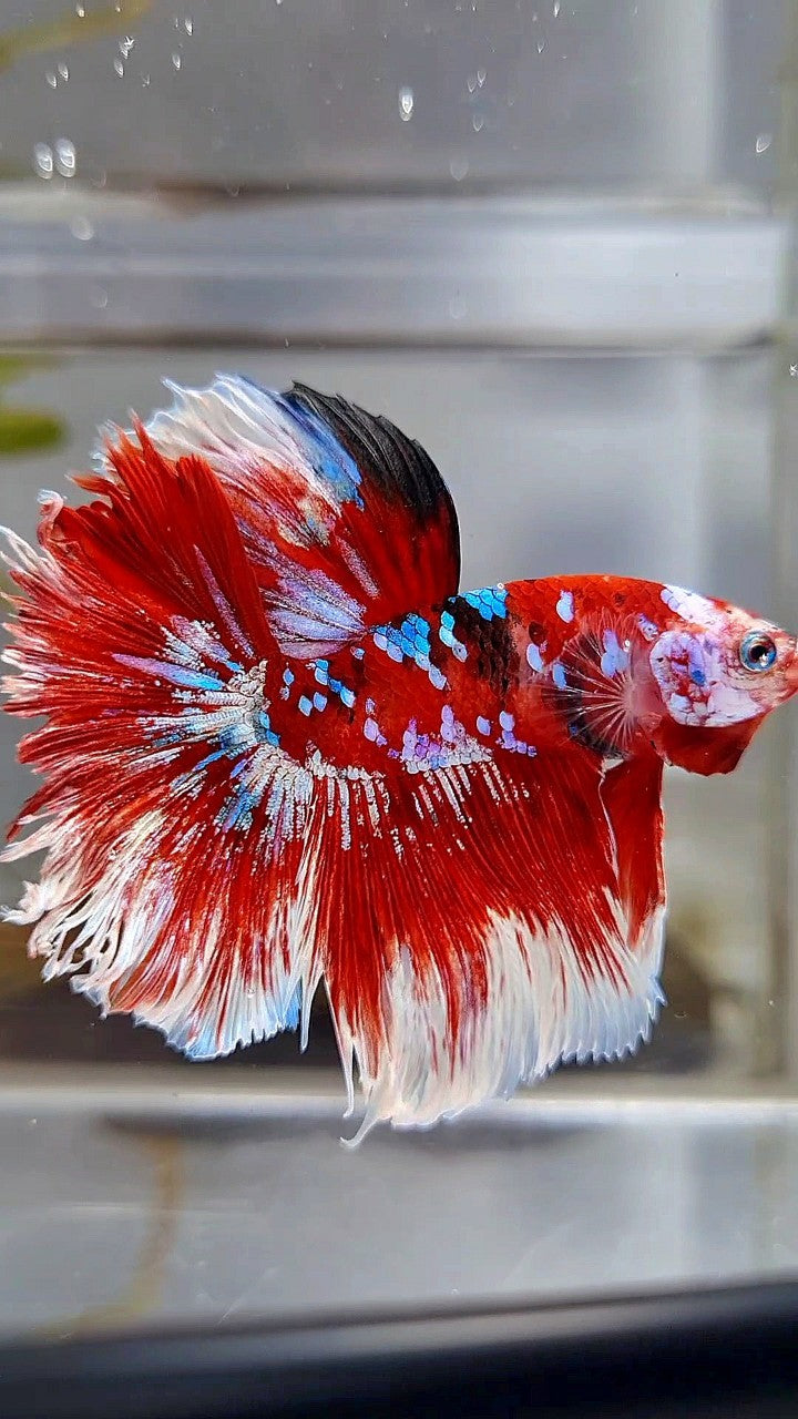 HALFMOON ROSETAIL RED WHITE GALAXY BARONGSAI BETTA FISH