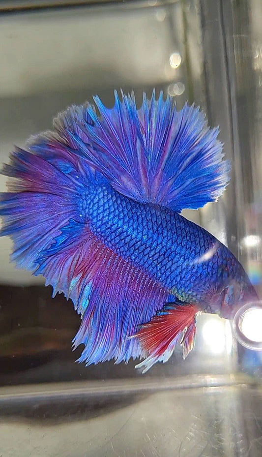 KING ROSETAIL HALFMOON PURPLE VIOLET BETTA FISH