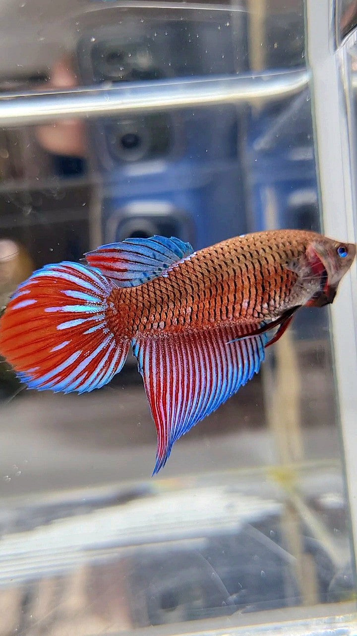 Viel Fish FEMALE VEILTAIL BLACK SAPPHIRE AVATAR BETTA FISH – Rare Betta Fish Store
