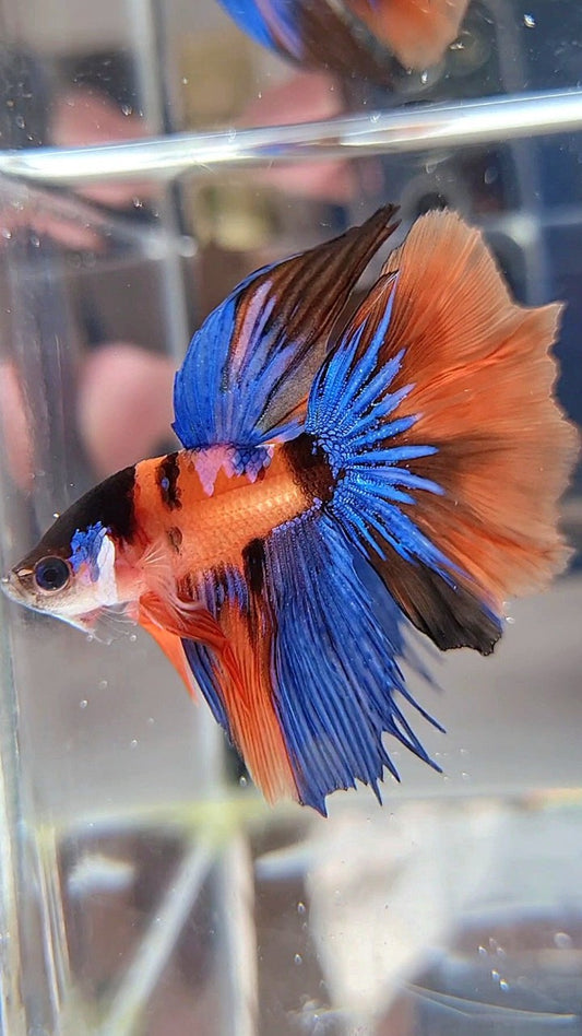 HALFMOON ORANGE MULTICOLOR BETTA FISH