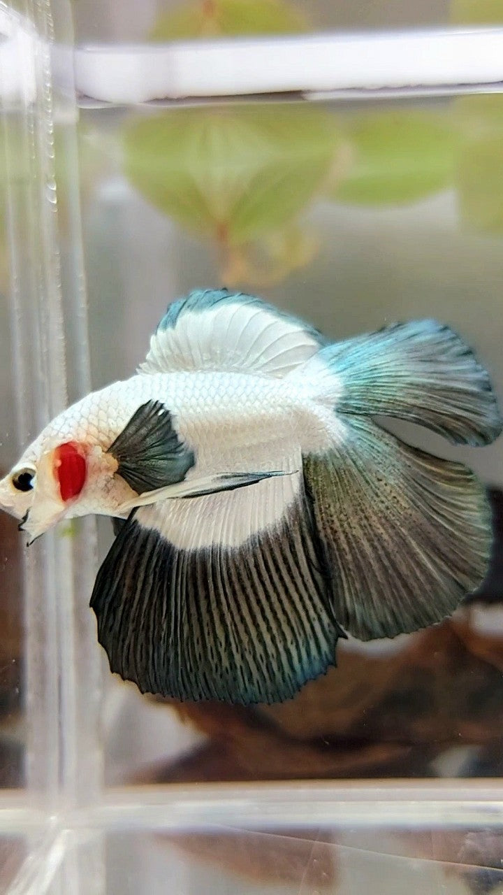 HALFMOON DOUBLE TAIL COPPER RIM BUTTERFLY BETTA FISH