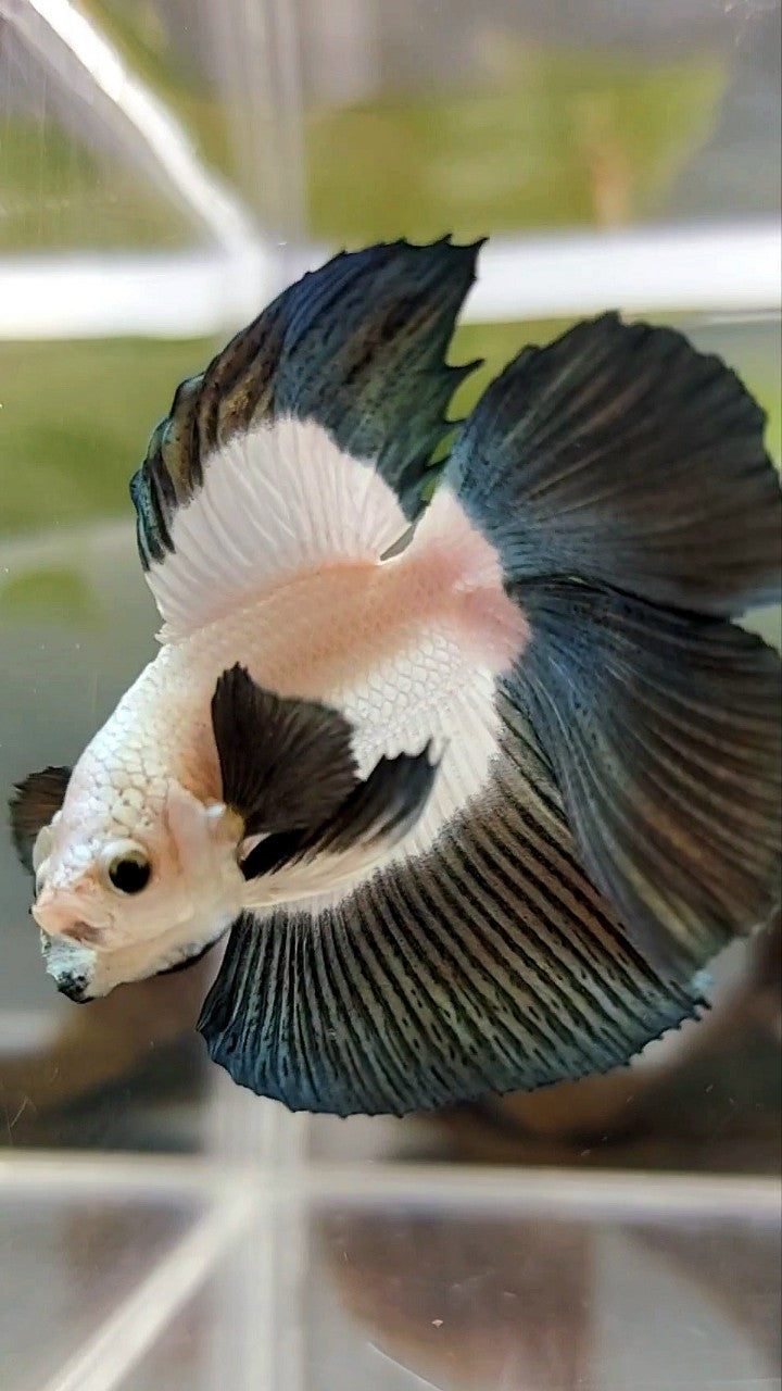 HALFMOON DOUBLE TAIL COPPER RIM BUTTERFLY BETTA FISH