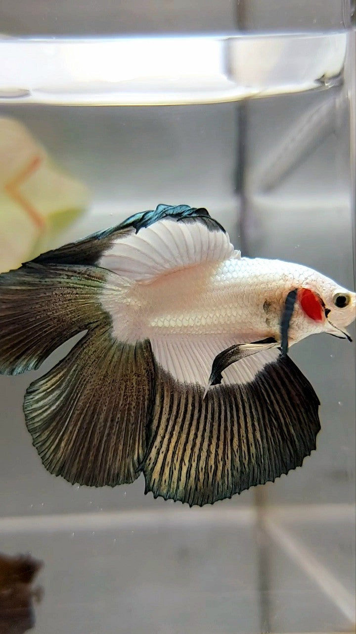 HALFMOON DOUBLE TAIL COPPER RIM BUTTERFLY BETTA FISH