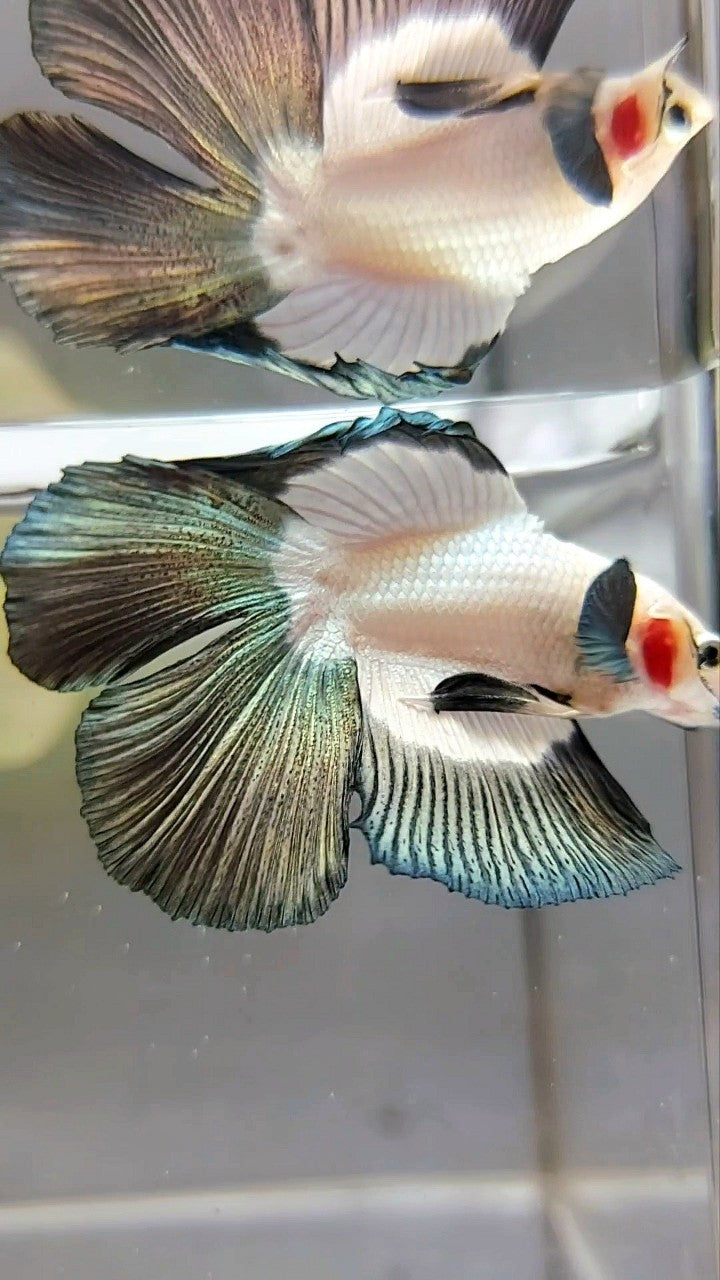 HALFMOON DOUBLE TAIL COPPER RIM BUTTERFLY BETTA FISH