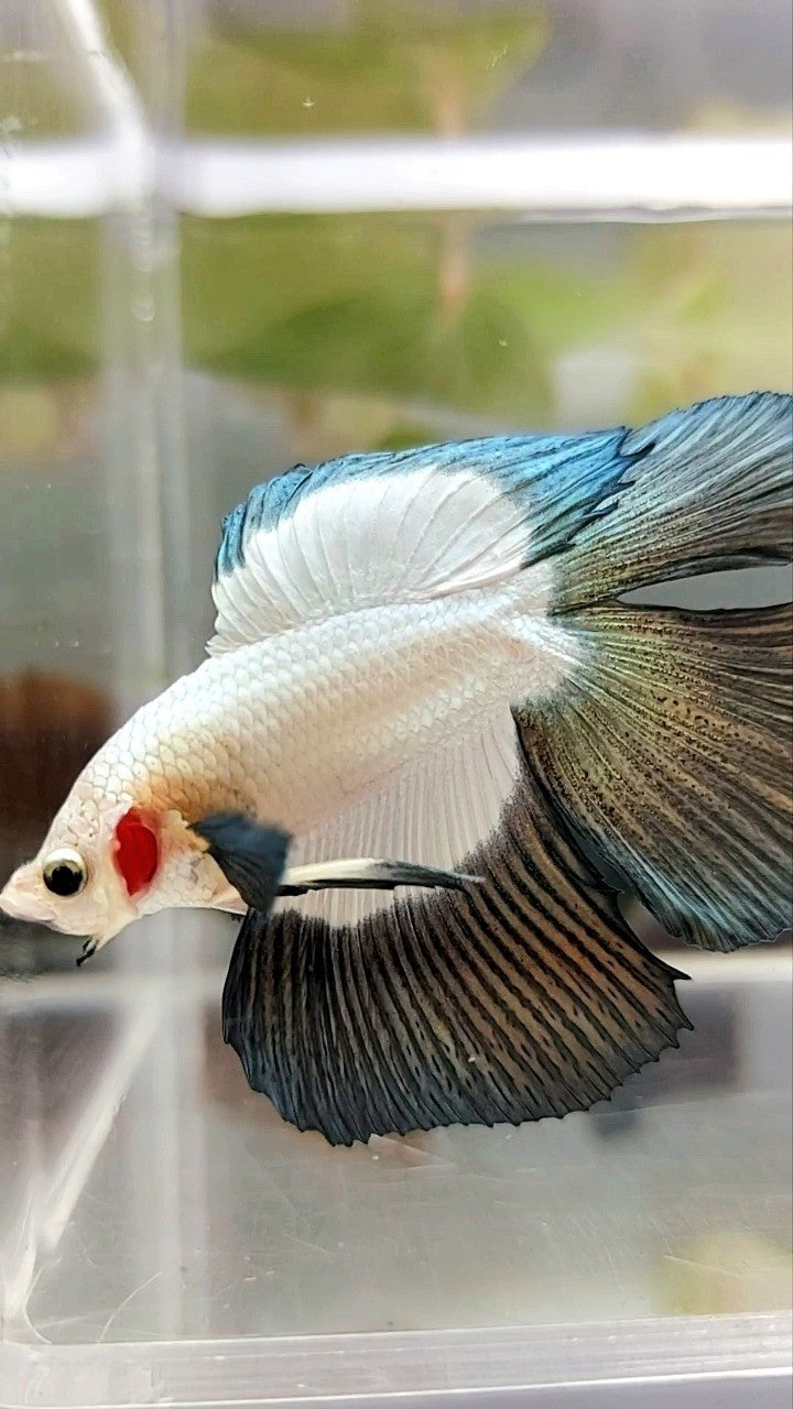 HALFMOON DOUBLE TAIL COPPER RIM BUTTERFLY BETTA FISH