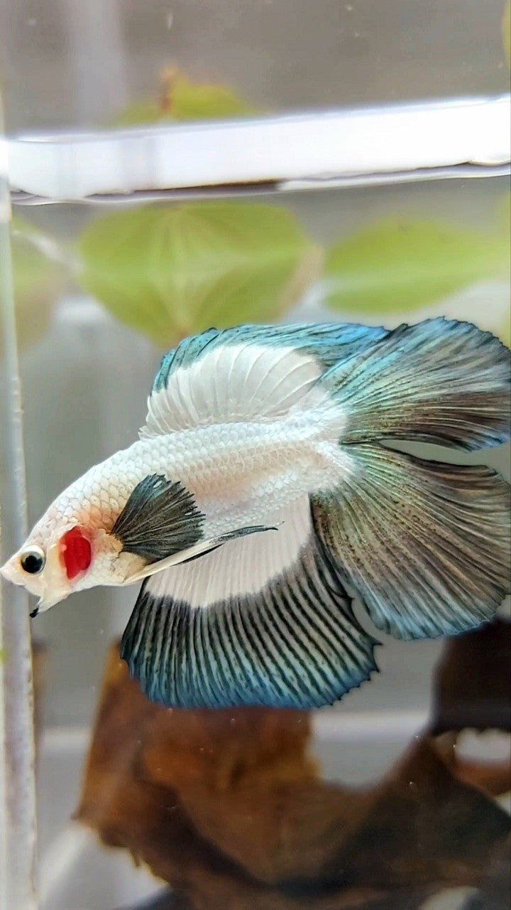 HALFMOON DOUBLE TAIL COPPER RIM BUTTERFLY BETTA FISH