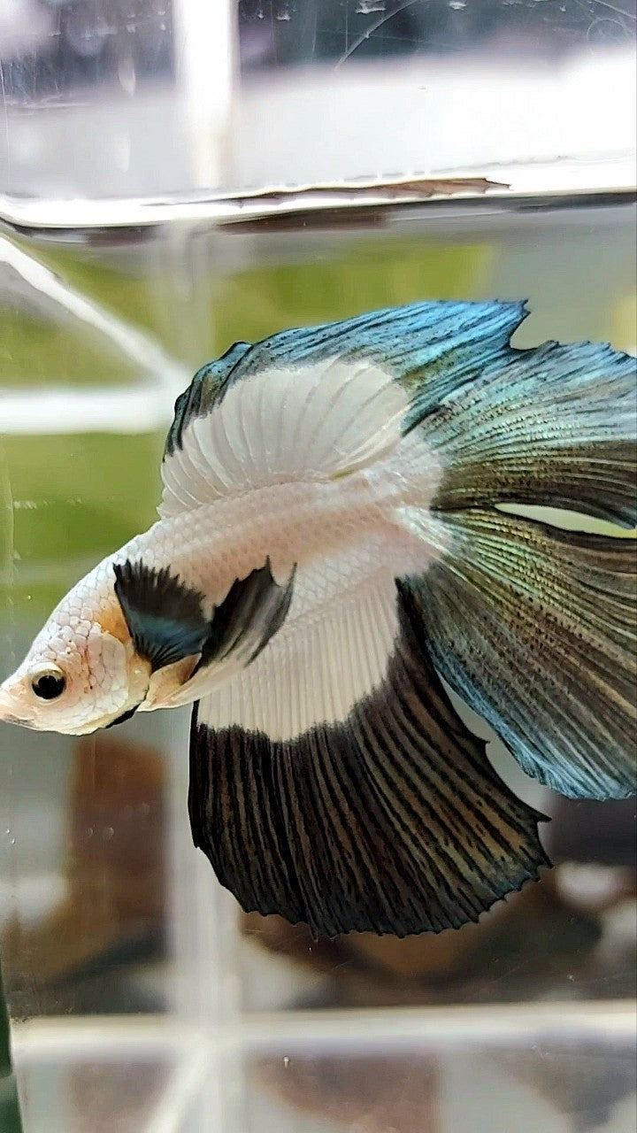 HALFMOON DOUBLE TAIL COPPER RIM BUTTERFLY BETTA FISH