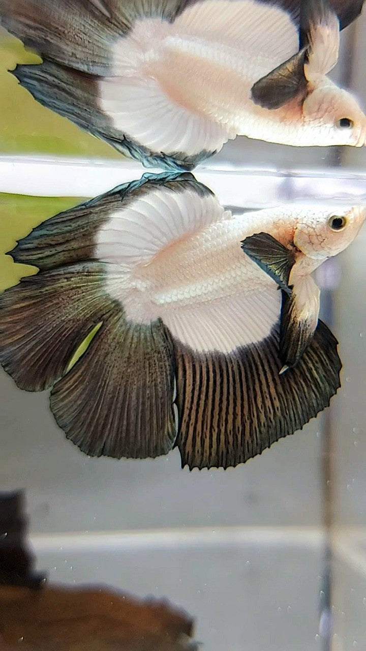 HALFMOON DOUBLE TAIL COPPER RIM BUTTERFLY BETTA FISH