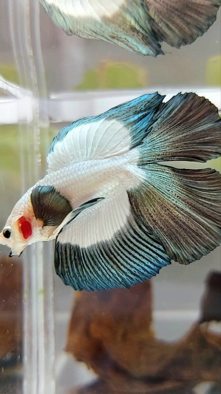 HALFMOON DOUBLE TAIL COPPER RIM BUTTERFLY BETTA FISH