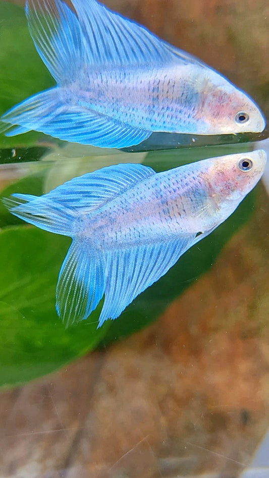 FEMALE VEILTAIL DOUBLE TAIL BLUE GRIZZLE BETTA FISH