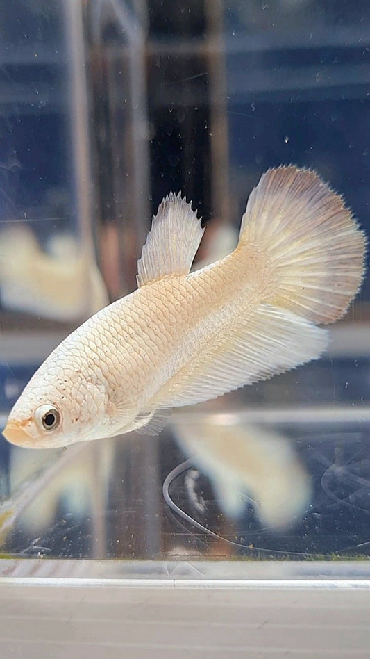 FEMALE HALFMOON WHITE COPPER RIM BETTA FISH
