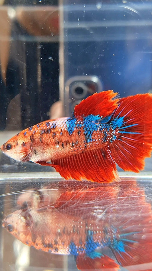 XL FEMALE HALFMOON RED FANCY MULTICOLOR BETTA FISH